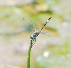 Micrathyria ocellata