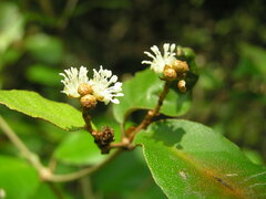 Croton cascarilloides
