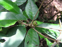 Croton cascarilloides
