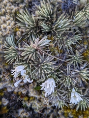 Celmisia sessiliflora