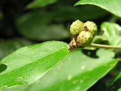 Croton cascarilloides