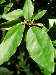 Croton cascarilloides