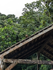 Cinclocerthia ruficauda