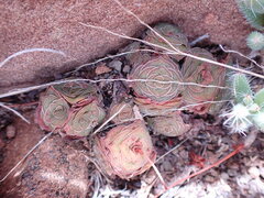 Crassula montana
