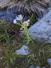 Dolichoglottis scorzoneroides