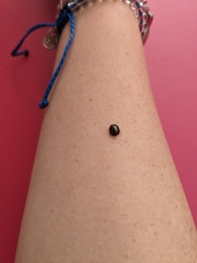 Brachyplatys subaeneus