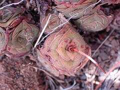 Crassula montana