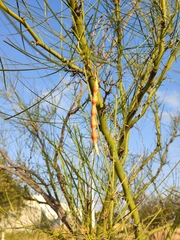 Parkinsonia aculeata