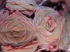 Crassula montana
