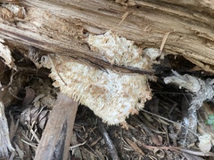 Hericium abietis