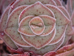 Crassula montana