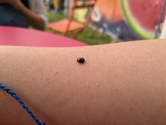 Brachyplatys subaeneus