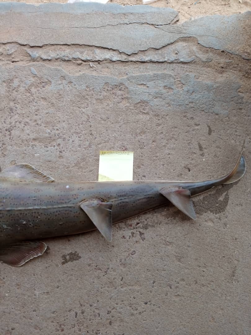 Spineback Guitarfish photo 6