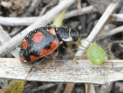 Coccinula sinuatomarginata