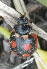 Coccinula sinuatomarginata