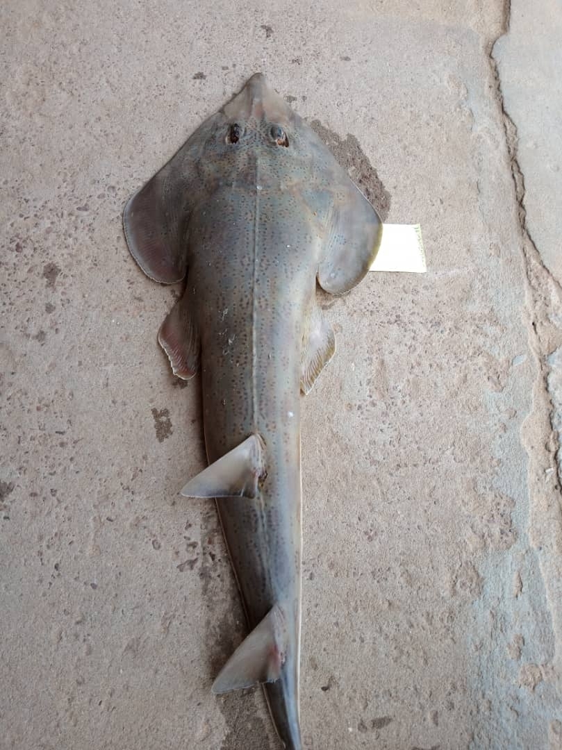 Spineback Guitarfish photo 5