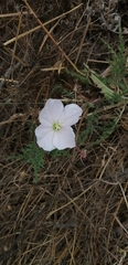 Oenothera acaulis