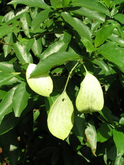 Mussaenda formosanum