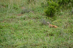 Cynictis penicillata