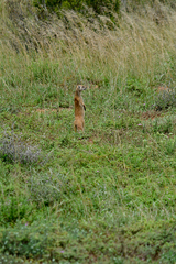 Cynictis penicillata