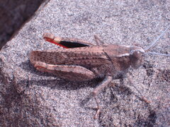 Euryphyminae