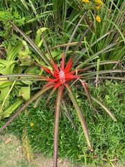 Bromelia