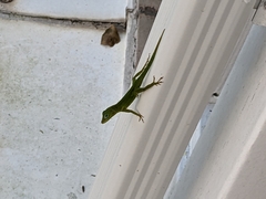 Anolis marmoratus