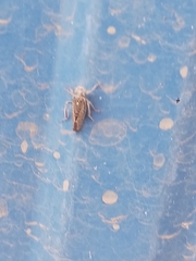 Graphocephala confluens