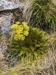 Aciphylla divisa