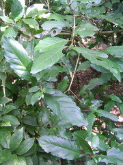 Benkara sinensis