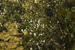 Batrachium
