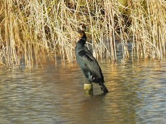 Phalacrocorax carbo carbo
