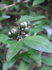 Benkara sinensis