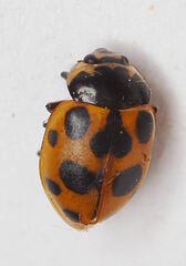 Ceratomegilla notata