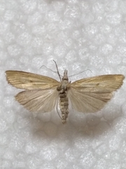 Agriphila inquinatella