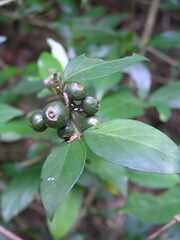 Benkara sinensis