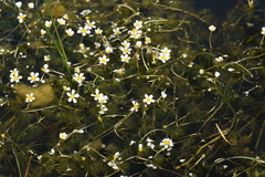 Batrachium