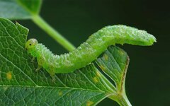 Sterictiphora geminata