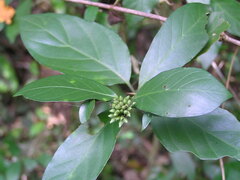 Benkara sinensis