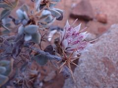 Macledium spinosum