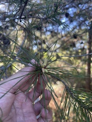 Pinus clausa