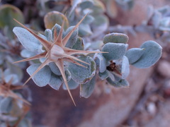 Macledium spinosum