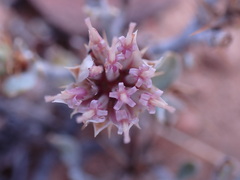 Macledium spinosum