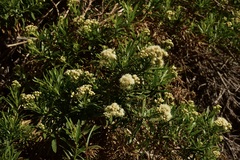 Baccharis sagittalis