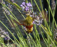 Hemaris fuciformis