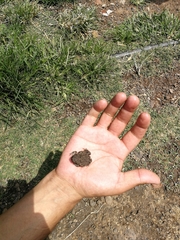 Anaxyrus compactilis