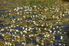 Batrachium