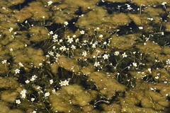 Batrachium