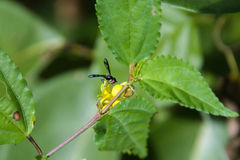 Ocyptamus cylindricus