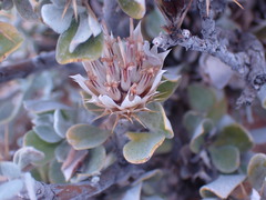 Macledium spinosum